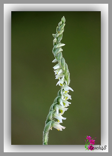 اسپیرانتز اسپیرالیس